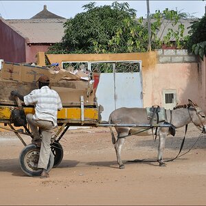 comp 6Senegal 3 046b