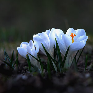krokus