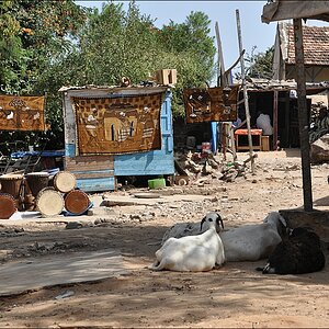 comp 1Senegal 3 254b