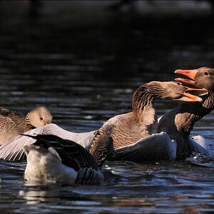 aacomp Bramfsee 20110319 1988
