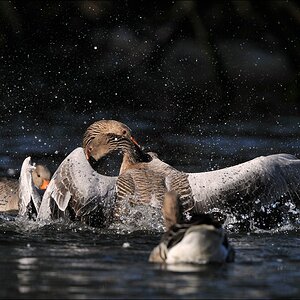aacomp Bramfsee 20110319 1944