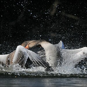 aacomp Bramfsee 20110319 1811