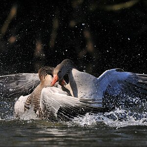 aacomp Bramfsee 20110319 1828