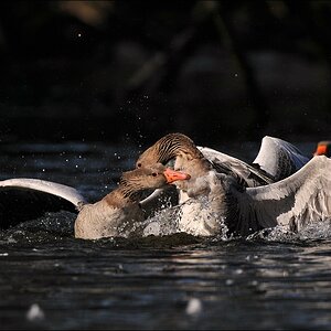aacomp Bramfsee 20110319 1878