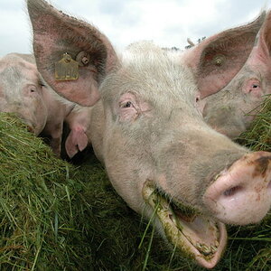 Schwein 0013