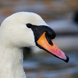 Höckerschwan