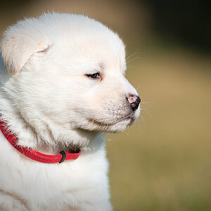 Welpen 0020