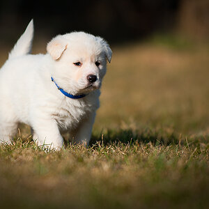 Welpen 0040