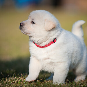 Welpen 0082