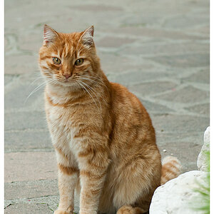 Katze1