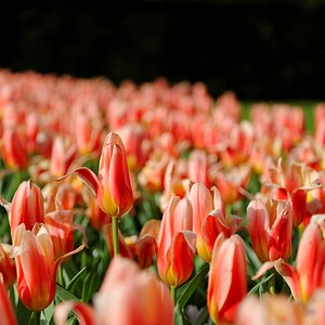 Tulpenblüte20110409 Keukenhof0023