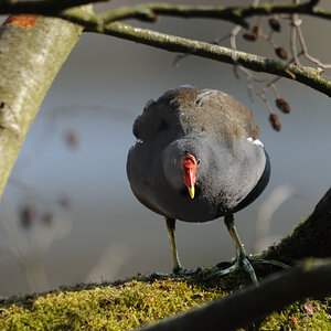 Teichhuhn auf dem Baum