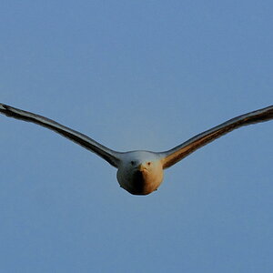 Möwe1