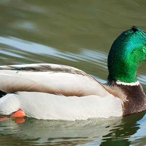 Ente 7