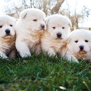 Hunde Welpen 0099