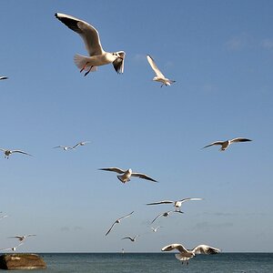 comp DSC 3612
