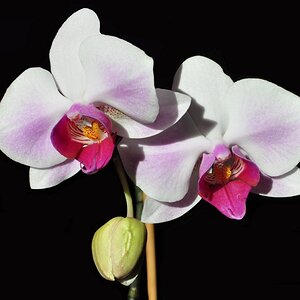Orchidee 1024