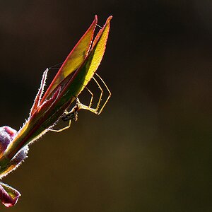 Spinne