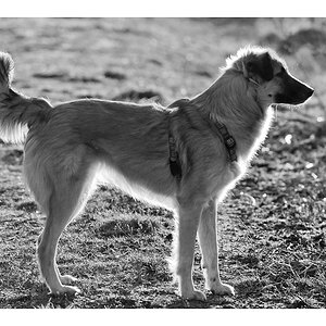 Bambi im Gegenlicht2