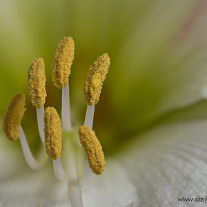 Amaryllis
D300s, Sigma 70-300 APO @ 300mm, ISO 100, 1/60s, f/11