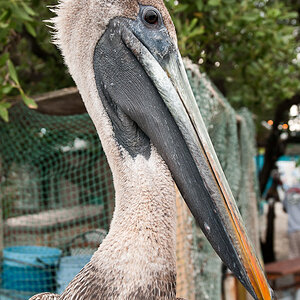 Vögel 4