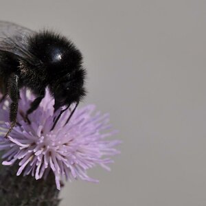 Hummel auf Kratzdistel
