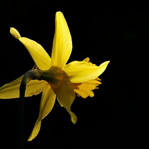 narcisNF