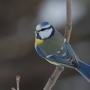 bluetit3083 hf