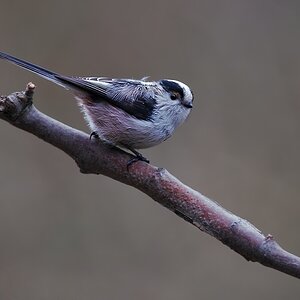 DSC 5739 hf hf