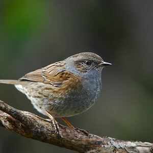 dunnock 4972 hf