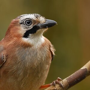 jay5895 hf