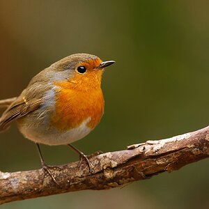 robin5904 hf