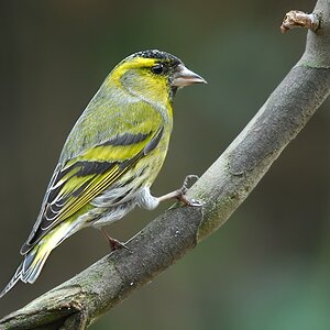 siskin4246 hf