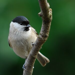 willowtit 4956s hf