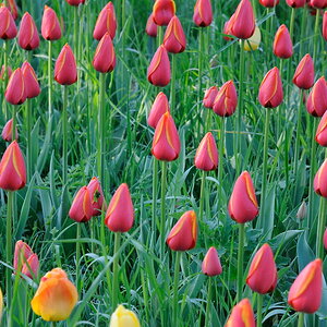 Die Tulpen sind noch geschlossen