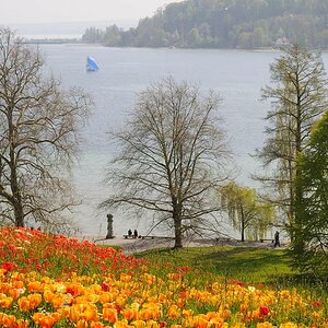 Blumen so weit das Auge reicht