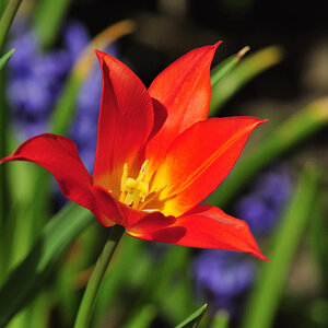 Tulpe 1