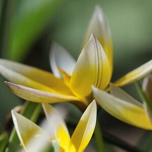 Blume1