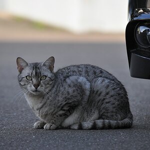 Katze, Kanten und Verläufe

D5000 / Sigma 50-150 2.8 EX DC

150.0mm / f/4.0 / 0.0025s (1/400) / ISO 200