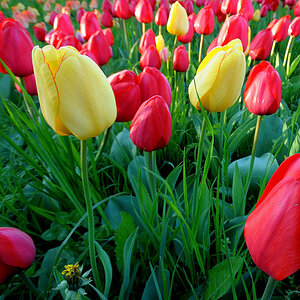 DSC 1962 Tulpen morgens Forum