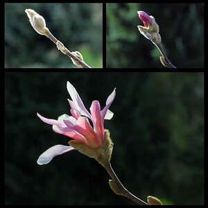 Magnolie 3