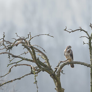 Mäusebussard  11B 4282 bearbeitet 13. Februar 2011 001 2