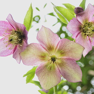 Christrosen nff
