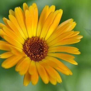 Blümchen