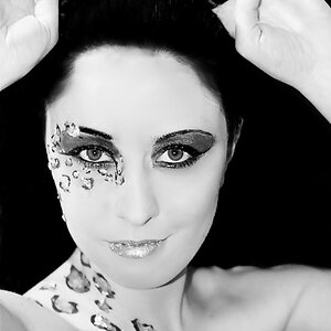 Wildkatze 3