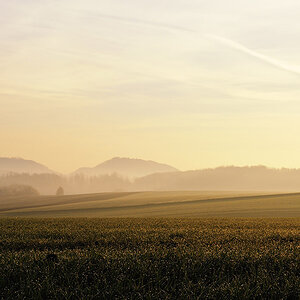 Morgentau