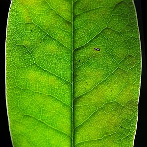 Blatt