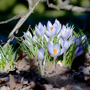 Krokus