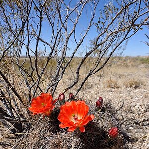 texas28
