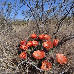 texas33